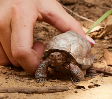 Laden Sie das Bild in den Galerie-Viewer, Schleich Giant Tortoise