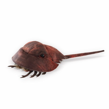 Load image into Gallery viewer, Folkmanis Horseshoe Crab Puppet

