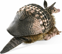 Load image into Gallery viewer, Folkmanis Armadillo Puppet
