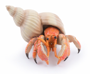 Papo Hermit Crab